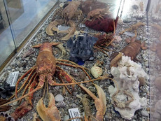 Muschel-Museum Muschel-Museum