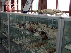 Muschel-Museum Muschel-Museum