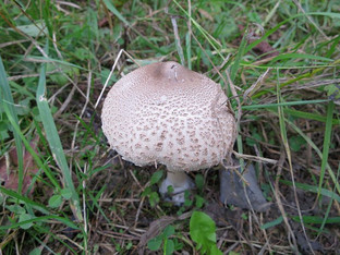Pilz