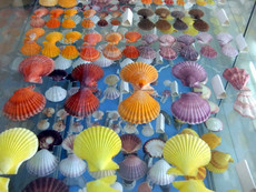 Muschel-Museum Muschel-Museum