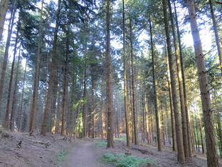 Wald