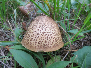 Pilz