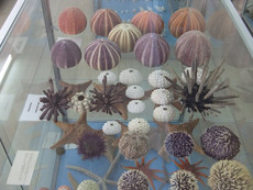 Muschel-Museum Muschel-Museum