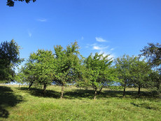 Obstwiese