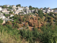 Monodendri Monodendri