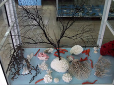 Muschel-Museum Muschel-Museum