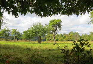 Lichtung