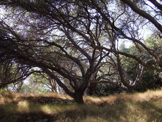 Magische Olivenbäume Magische Olivenbäume