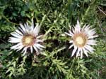 Silberdistel Silberdistel