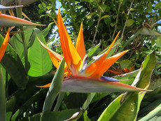 Quinta Pedagogica Quinta Pedagogica