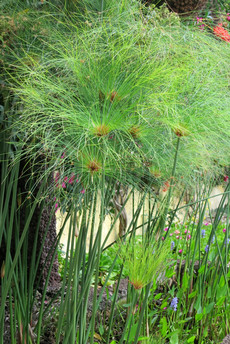 Jardim Botânico Jardim Botânico