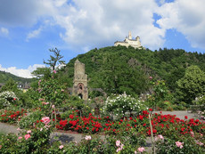 Rosen in Braubach