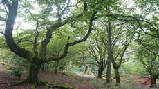 Hutewald Halloh Hutewald Halloh