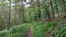 Daudenberg-Route Daudenberg-Route