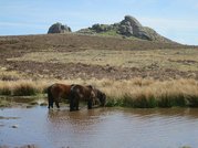 Ponys im Dartmoor