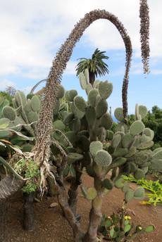 Jardim Botânico Jardim Botânico