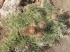 Ponta de Sao Lourenco Ponta de Sao Lourenco