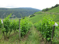 Weinberge