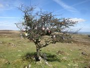 Baum mit Blumen