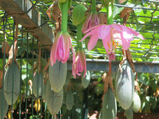 Quinta Pedagogica Quinta Pedagogica