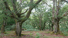 Hutewald Halloh Hutewald Halloh