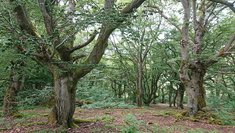 Hutewald Halloh