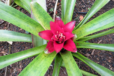 Jardim Botânico Jardim Botânico