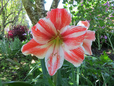 Jardins do Palheiro Jardins do Palheiro