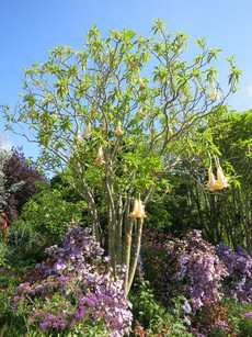 Jardins do Palheiro Jardins do Palheiro