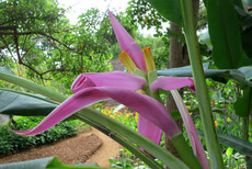 Jardim Botânico Jardim Botânico