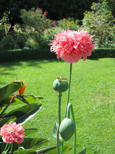 Jardins do Palheiro Jardins do Palheiro