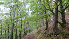 Daudenberg-Route Daudenberg-Route