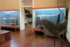 Museu Muncipal do Funchal Museu Muncipal do Funchal