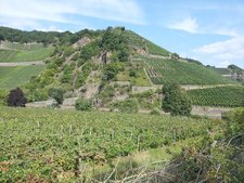 Weinberge