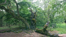 Hutewald Halloh Hutewald Halloh