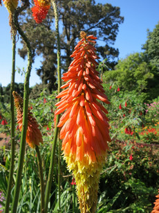 Jardins do Palheiro Jardins do Palheiro