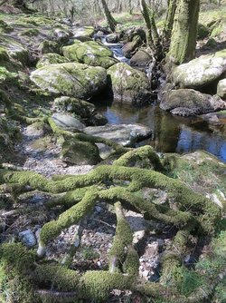 Bach im Dartmoor