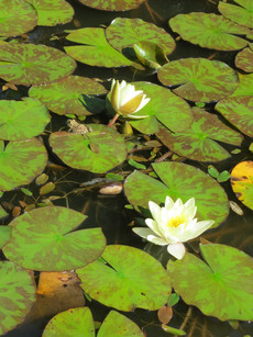 Jardins do Palheiro Jardins do Palheiro