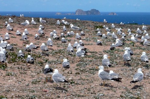 Insel Berlengas