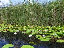 Donau-Delta