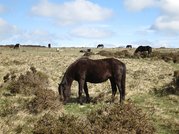Ein Dartmoor-Pony