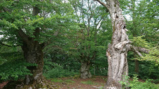 Hutewald Halloh Hutewald Halloh