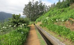 Levada da Ribeira da Janela