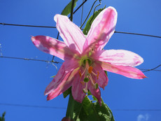 Quinta Pedagogica Quinta Pedagogica