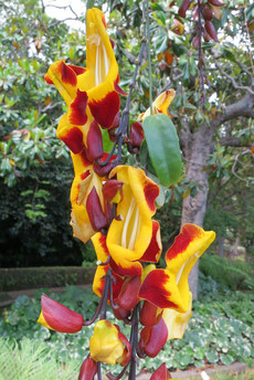 Jardim Botânico Jardim Botânico