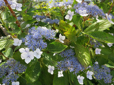 Quinta Pedagogica Quinta Pedagogica