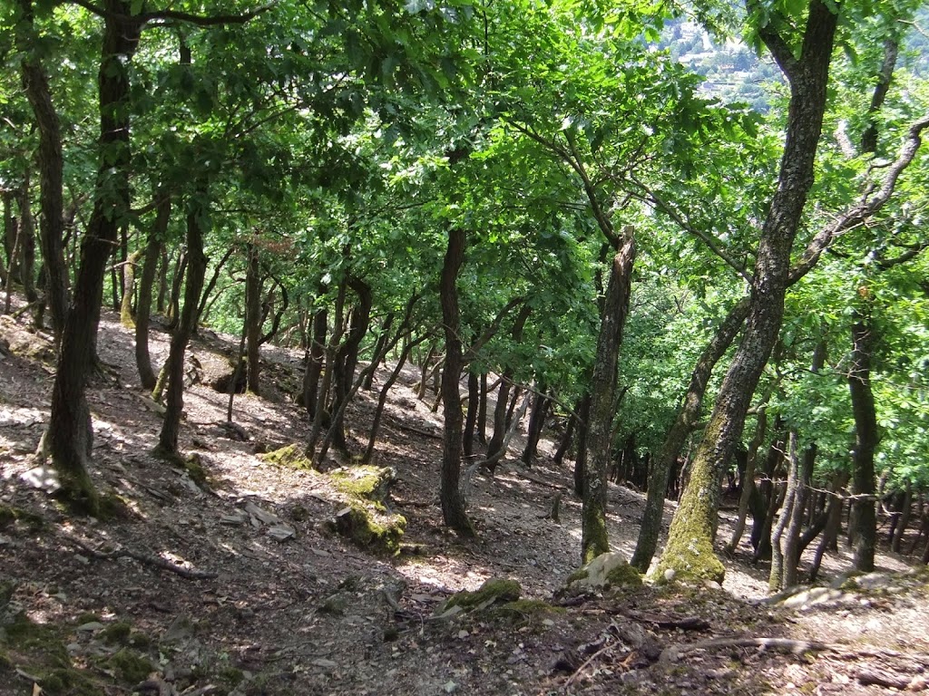 Wald