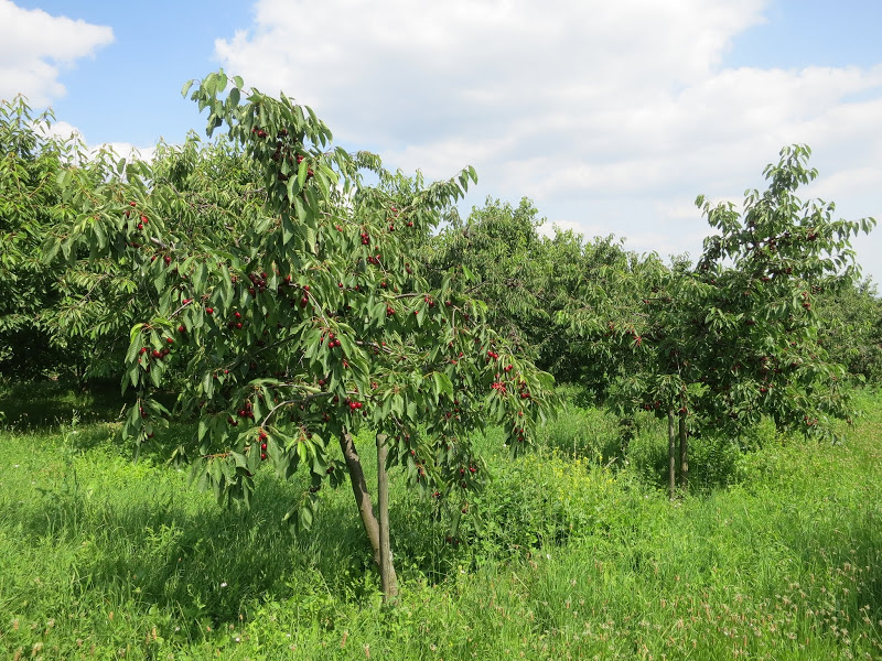 Kirschbäume